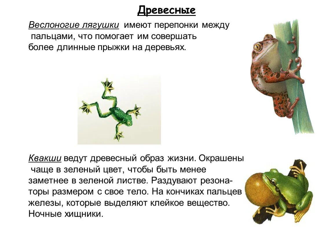 Перепонки между пальцами у земноводных. Перепонки между пальцами у лягушек. Перепонки у лягушки. Перепонки между пальцев у лягушки. Квакши древесный образ жизни.