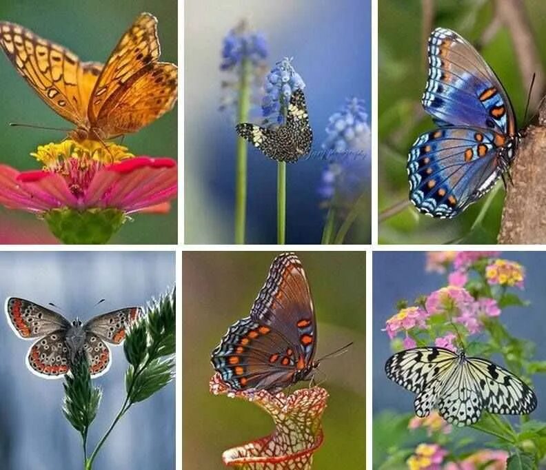 Разнообразие бабочек. Бабочки разных цветов. Бабочки коллаж. Несколько видов бабочек.