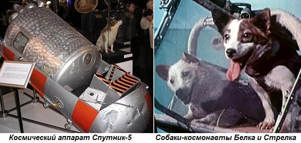 Корабль Восток белка и стрелка. Белка и стрелка полет в космос. Полет в космос собак белки и стрелки. Спутник 5 19 августа 1960.