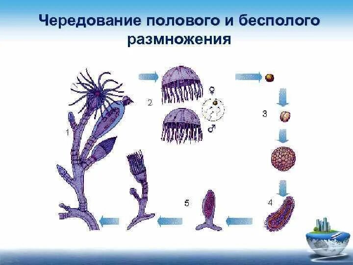 Как происходит половое бесполое размножение. Чередование поколений с бесполым и половым размножением. чередование полового и бесполого. чередование полового и бесполового размножения. чередование половых и бесполых типов размножения это.
