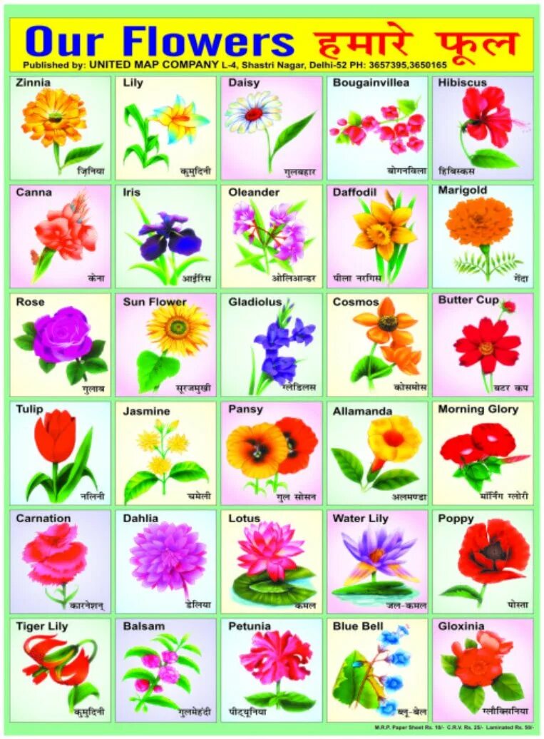 Цветы названия. Название цветов по алфавиту. Названия цветов растений. Цветы разные названия.