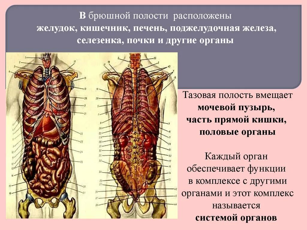 Почки находятся в брюшной полости. Брюшной расположение почек. В какой полости тела они расположены