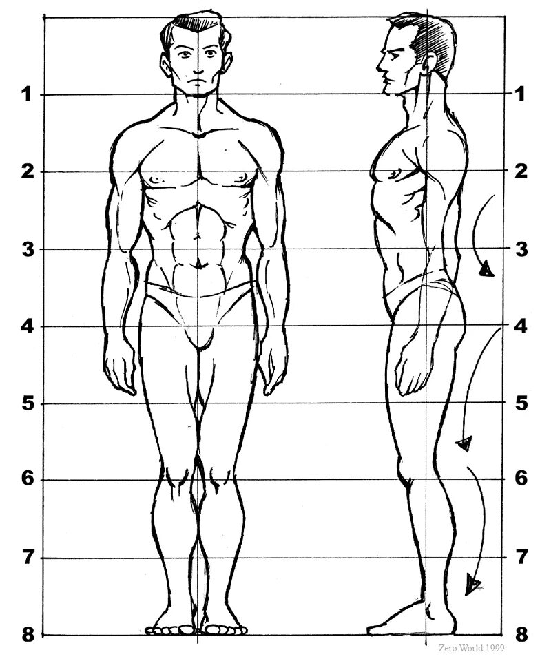 8 частей человека. Пропорции человека в профиль в полный рост. Пропорции тела человека анатомия в цифрах. Пропорция человека для рисования сбоку. Пропорции человека для рисования в полный рост.