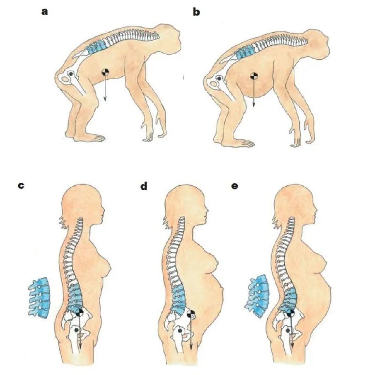 Животные без позвоночника. Позвоночник при беременности. Позвоночник обезьяны. Позвоночник беременной женщины. Позвоночник человека и обезьяны.