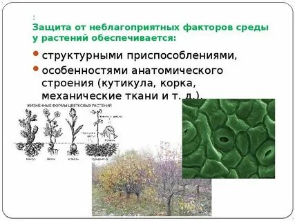 Какая ткань защищает растения от неблагоприятных воздействий