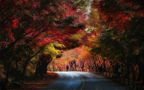 Красно желто зеленая осень