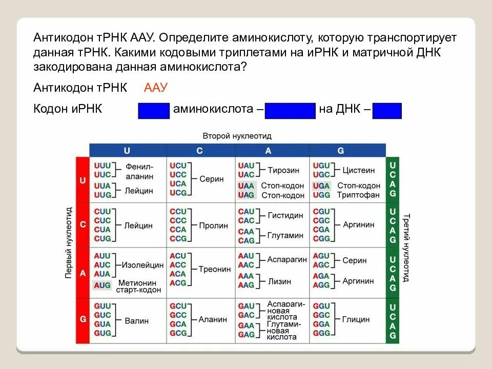 Как определить триплет. Таблица антикодонов трнк. кодон ( триплет, который состоит из трех нуклеотидов). таблица днк кодоны, ирнк кодоны, трнк антикодоны. антикоды транспортной рнк.