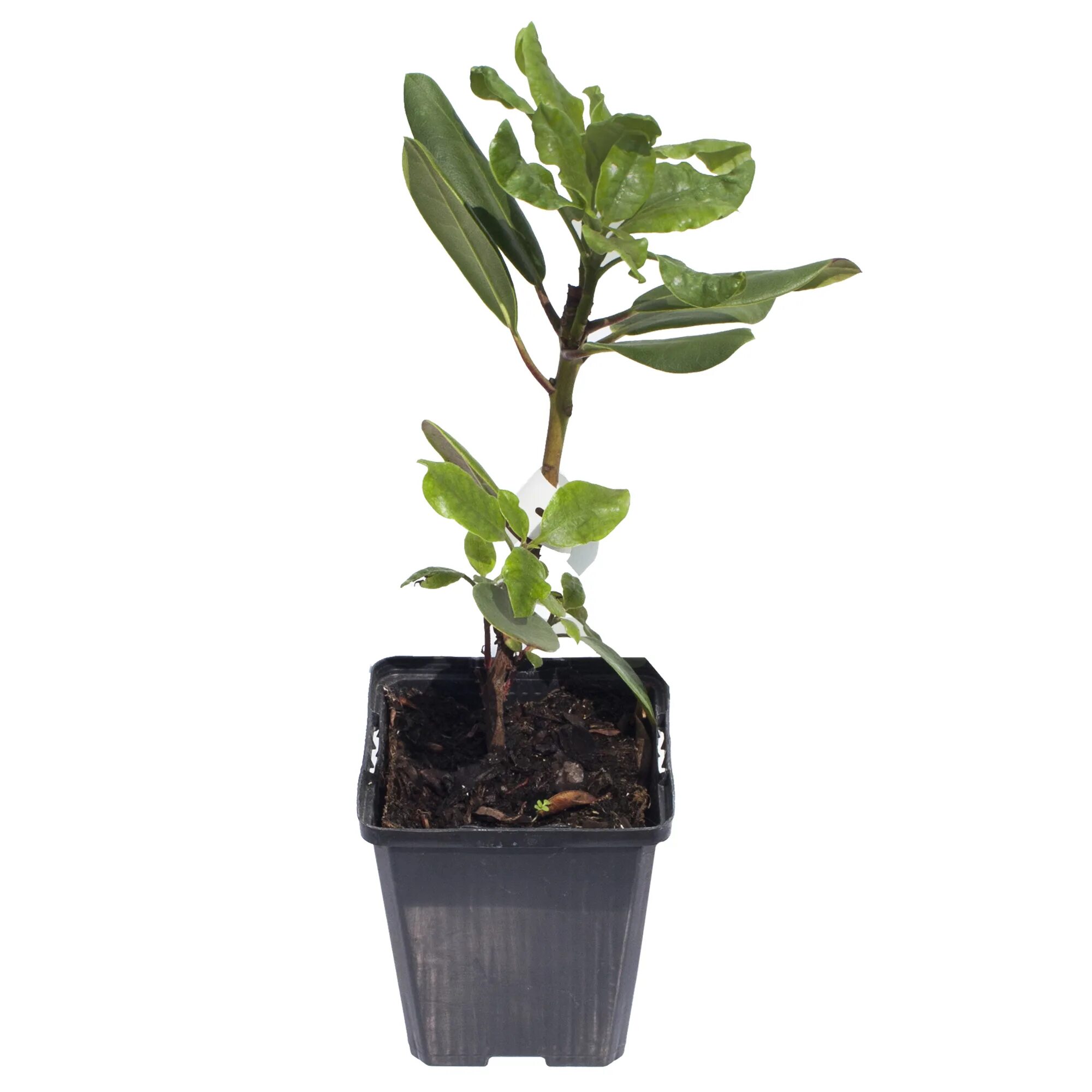 корни рододендрона. сеянцы рододендрона. рододендрон рассада. рододендроны рассада. саженцы азалии.