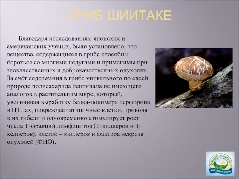 Характеристика гриба шиитаке. Шиитаке гриб описание. Императорский гриб шиитаке. Сообщение про гриб шиитаке.