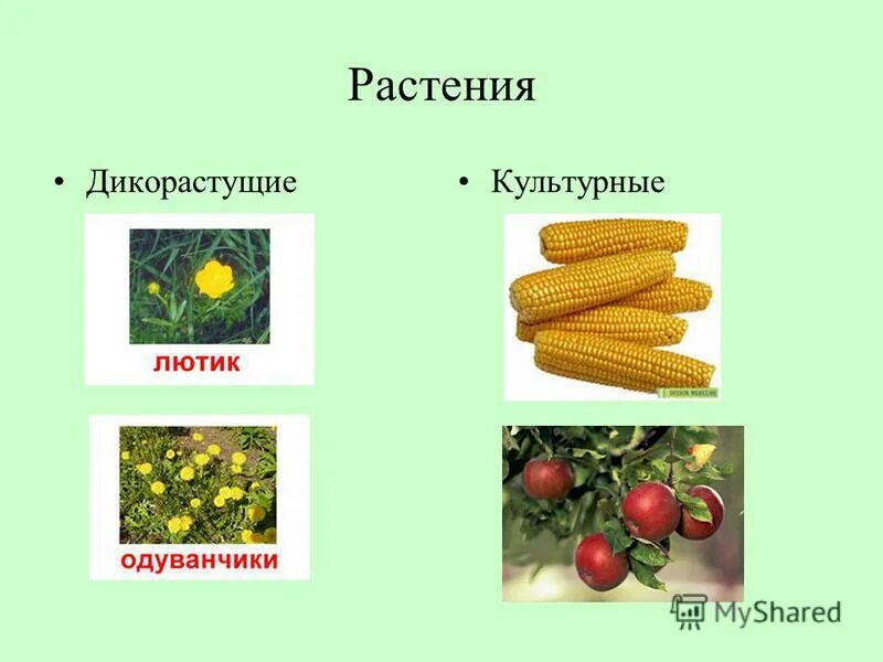 Культурные растения. Декоративные и дикорастущие растения. Дикорастущие растения и культурные растения.