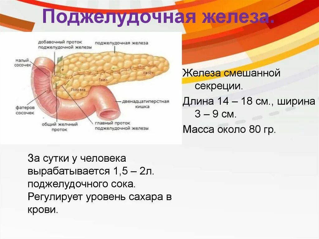 Железа выполняющая барьерную функцию