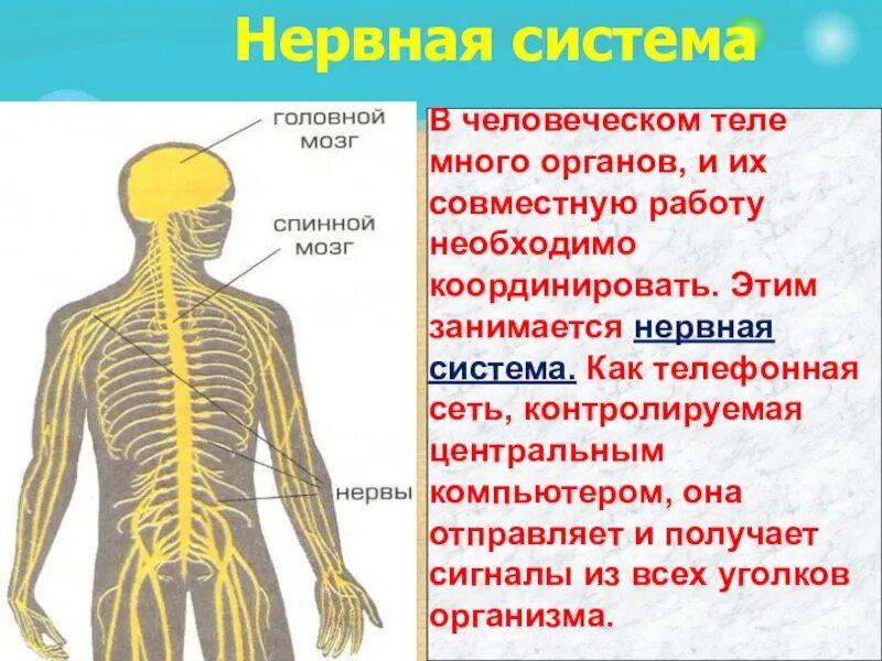 Органы нервной системы. Нервная система человека. Органы нервной системы кратко. Нервная система нервы.