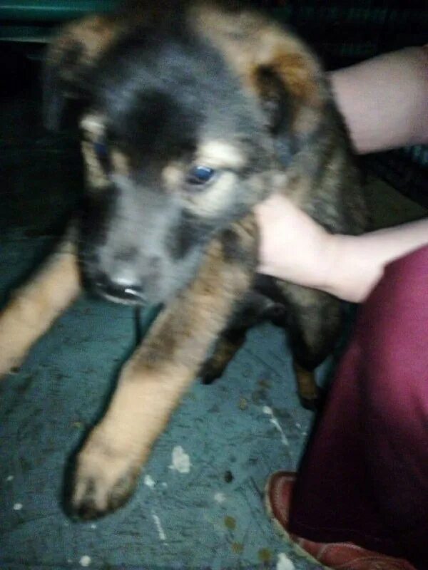 рыжий кот зеленогорск красноярского