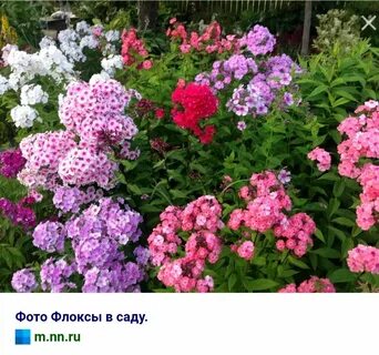 Сочетание цветов флоксов