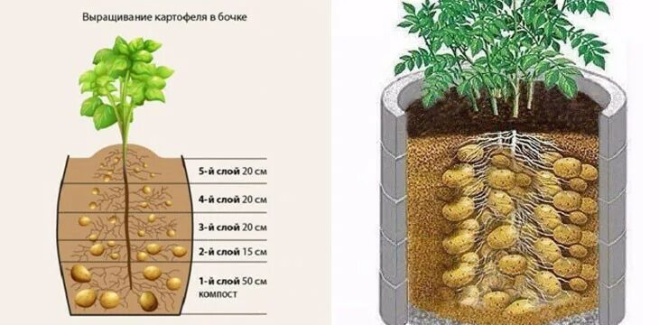 Способы посадки картофеля. Технология посадки картофеля. Китайский метод посадки картофеля. Технология выращивания картофеля. Способы высадки