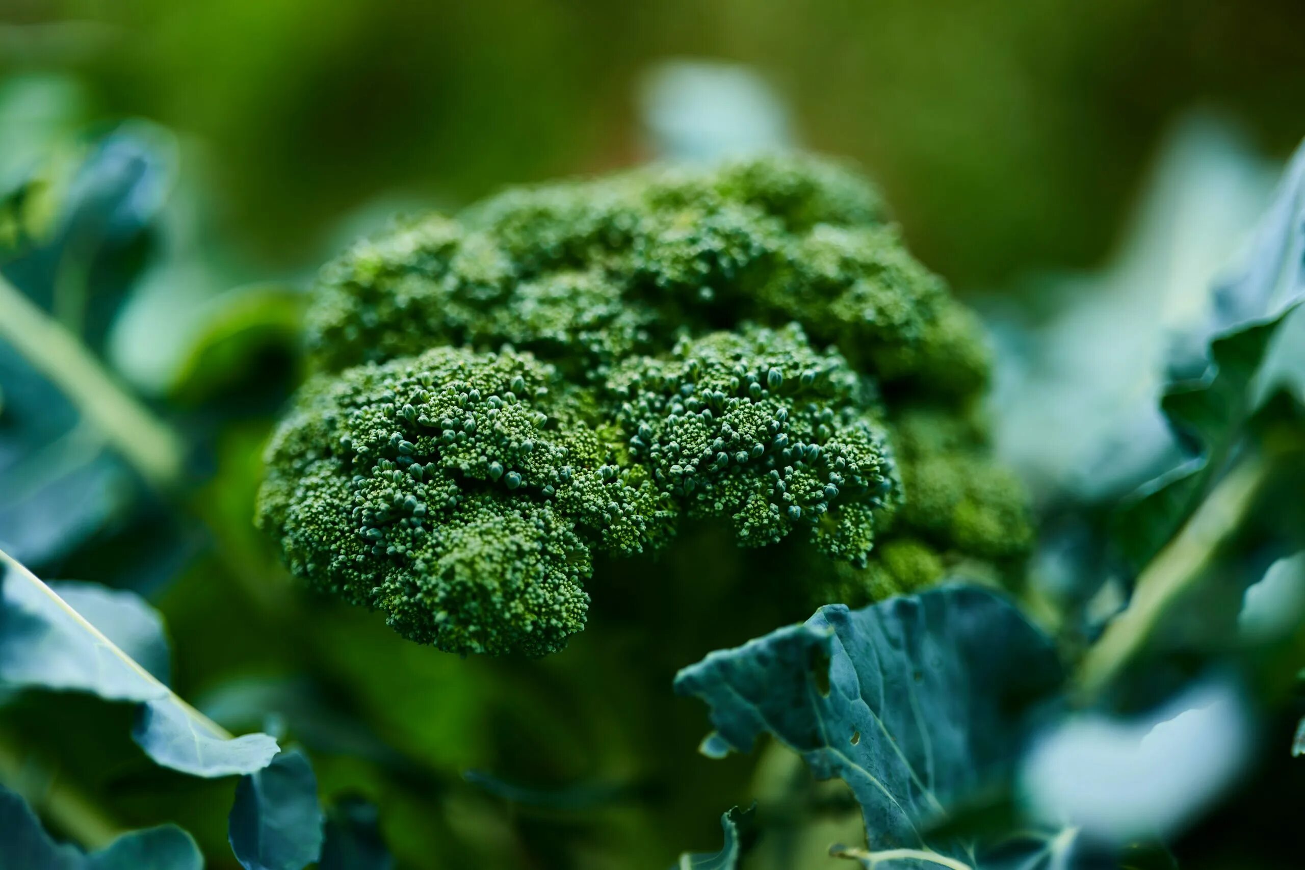 Cosmic broccoli