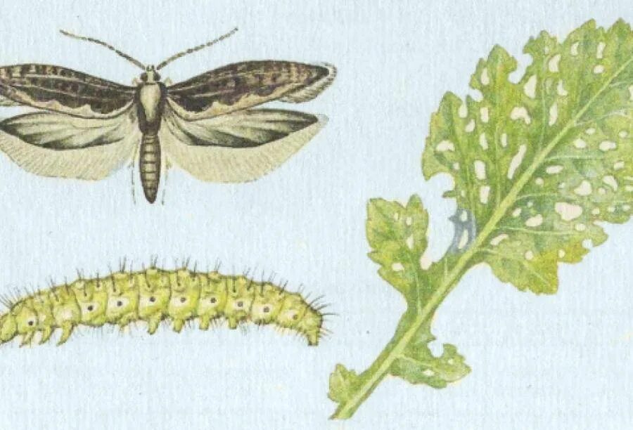 Капустная моль Имаго. Гусеница капустной моли. Капустная моль Plutella maculipennis. Гусеница капустной белянки на рапсе. Стадия развития капустной белянки