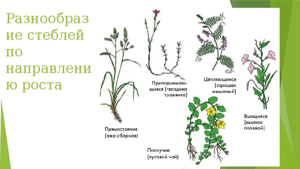 Классификация побегов по направлению роста. Типы стеблей по направлению роста. Типы стеблей по направлению и характеру роста. Типы стебля растений по направлению роста.