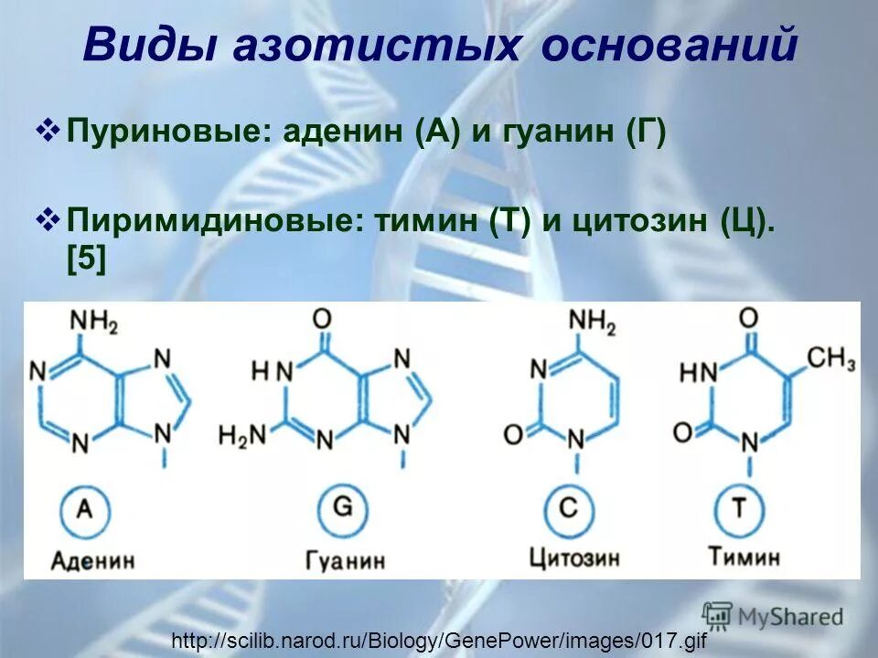 Замена аденина на тимин изменение плоидности клетки. Пуриновые основания аденин-Тимин. Аденин гуанин формулы. Азотистое основание аденин формула. Строение азотистых оснований.