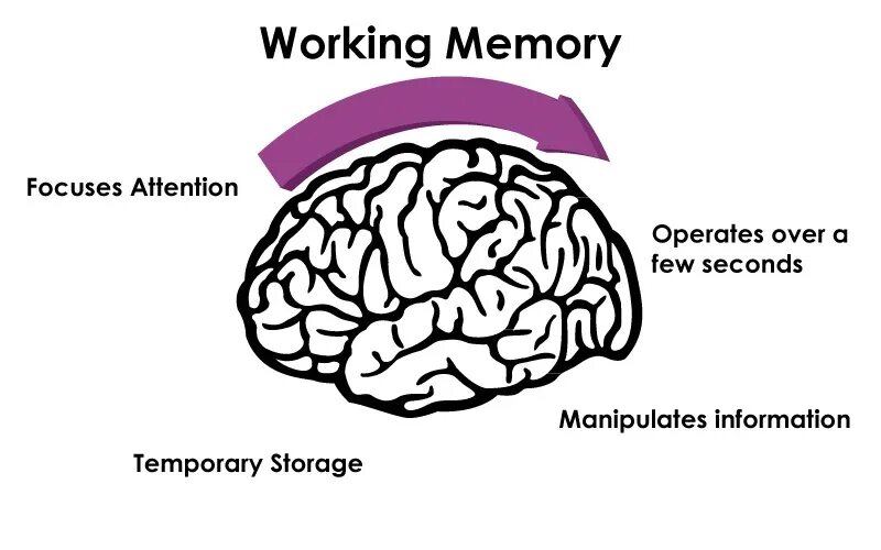 Human memory is. Working memories. human memory. human working memory. how memory works.