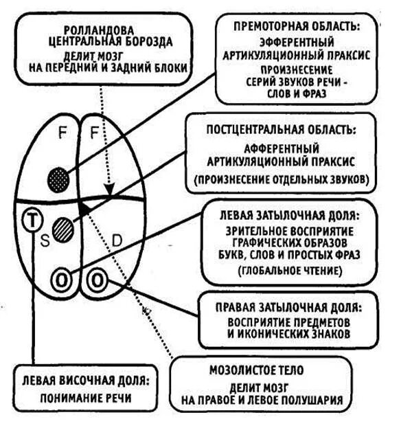Динамическая локализация высших психических функций. Теория системной динамической локализации впф нейропсихологии. основные принципы локализации высших психических функций. локализация высших психических функций нейропсихология.