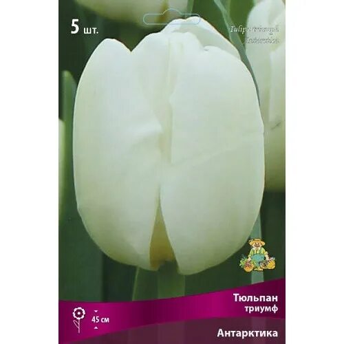 Тюльпан антарктика описание. Тюльпан сноу хилл. Тюльпан antarctica flame. Molto amata тюльпан. Тюльпан антарктика описание.