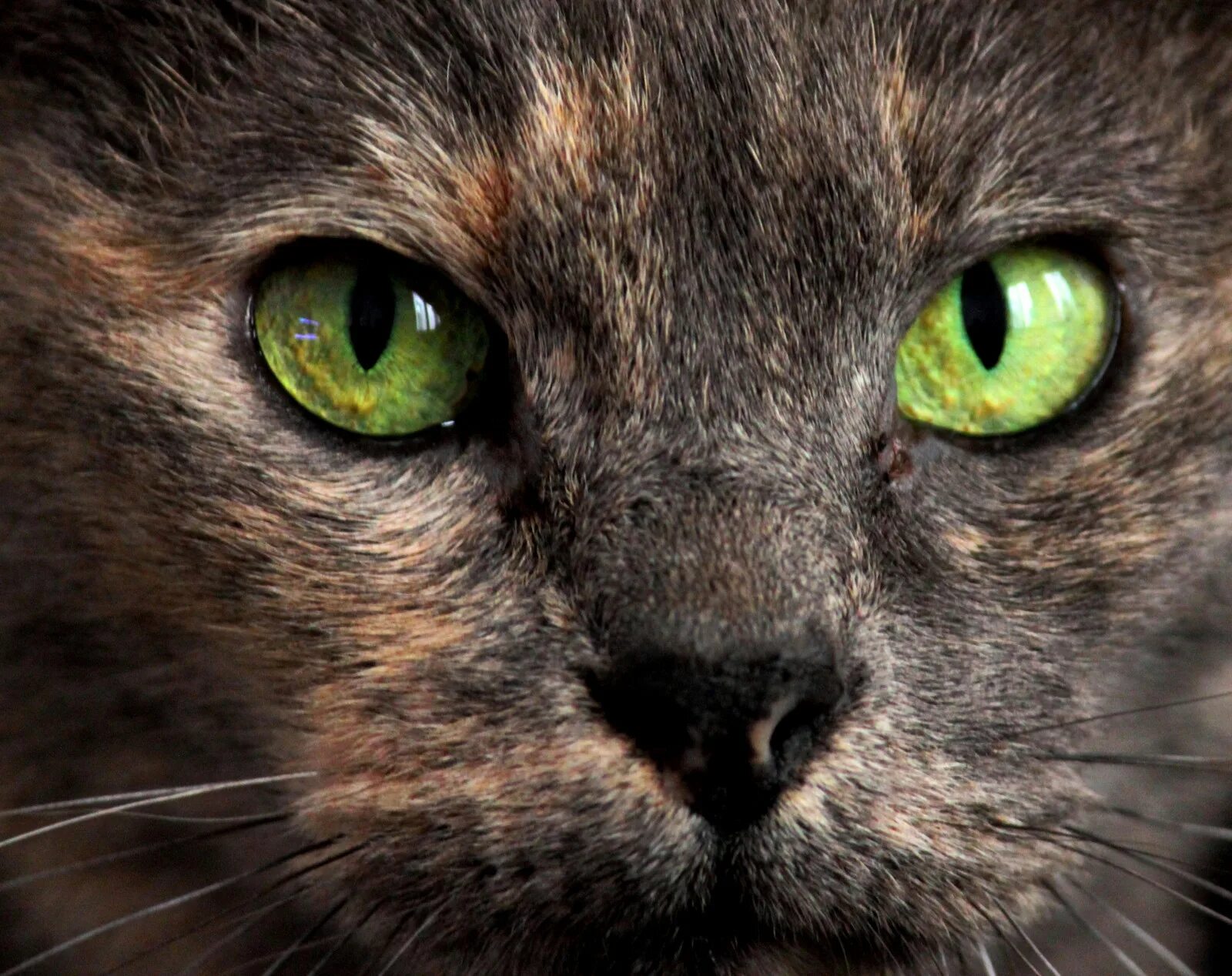 Как выглядят глаза кота. Глаза кошки. кошка с зелеными глазами. кошачий глаз зеленый. коты с зелеными глазами.