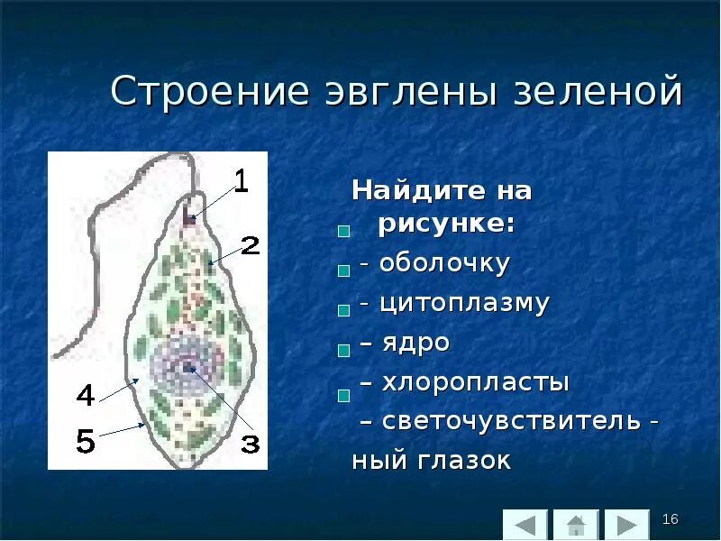 Эвглена зеленая строение мембрана. Строение эвглены зеленой 7 класс биология. Выпишите номера признаков характерных для эвглены зеленой. Циста эвглены. Органеллы питания эвглены зеленой.
