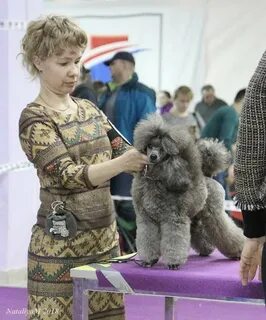 Выставка пуделей