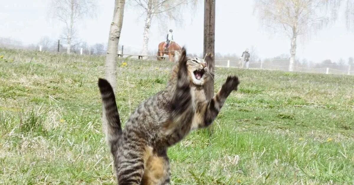 Кунг фу кот. Кунг фу кот
