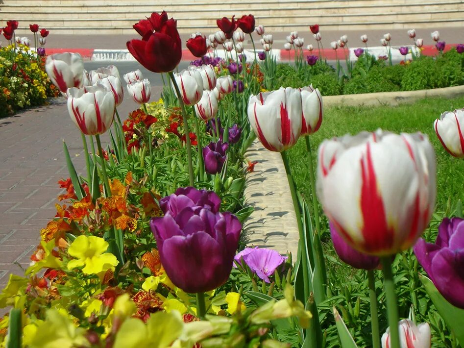 вечный огонь над могилой в тихом. вечный огонь над могилой в тихом. над могилой в тихом парке. над могилой расцвели тюльпаны. над могилой в тихом парке расцвели.