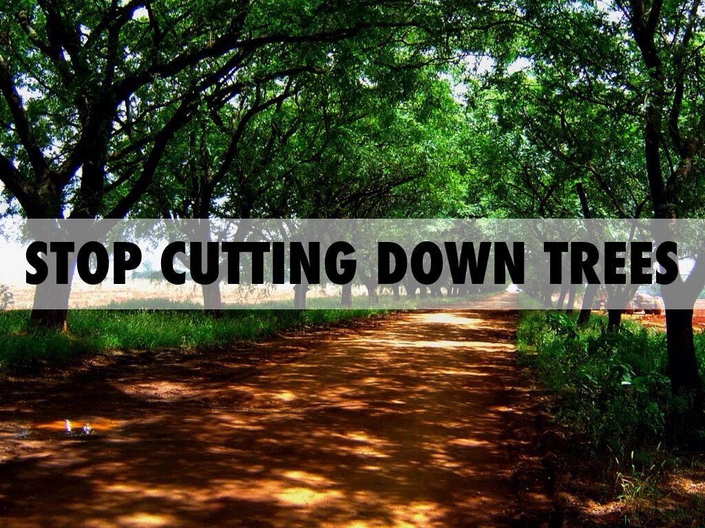 Cutting down. Stop Cutting Trees. Cutting down Trees. Tree are Cutting down. Quite a few