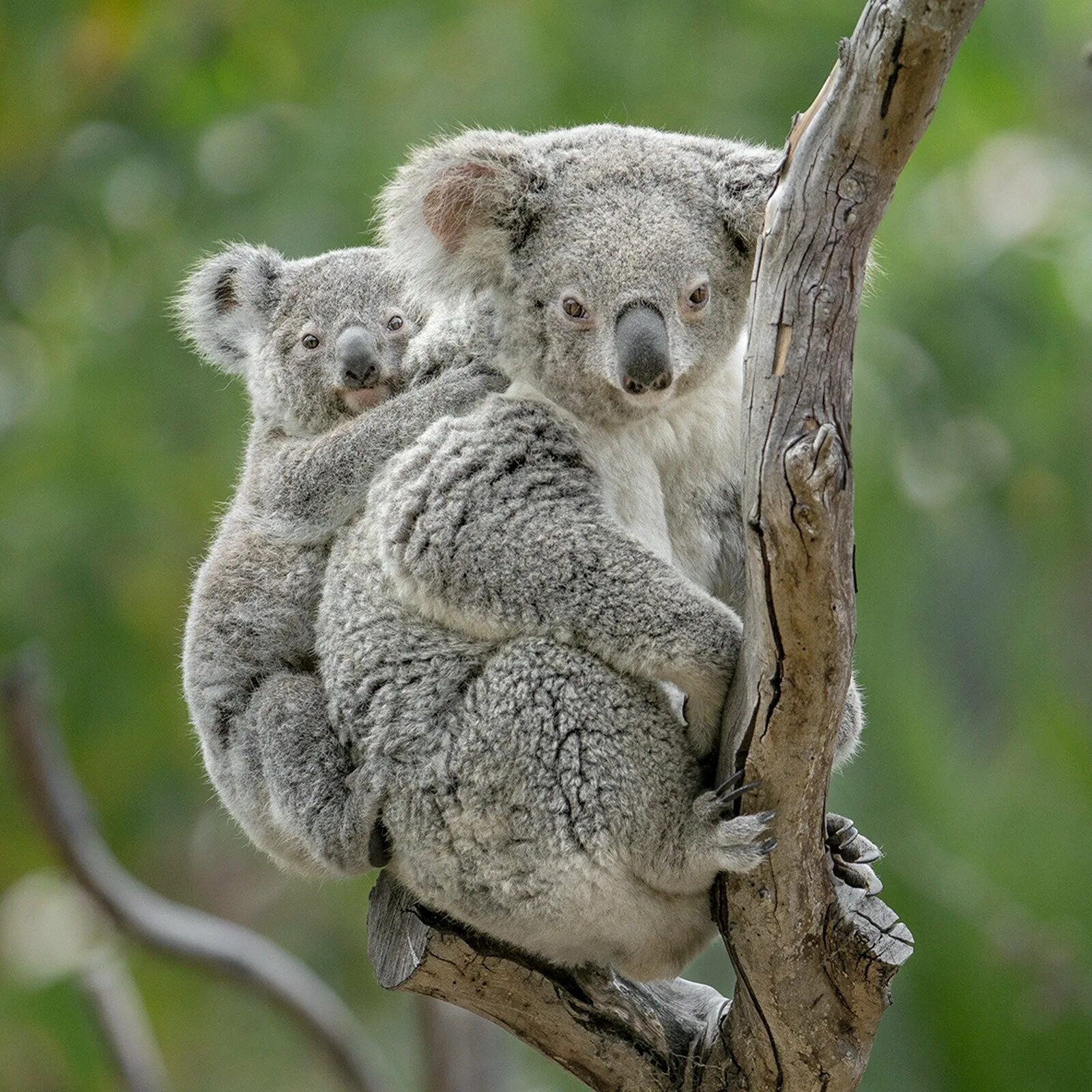 4 Коалы. Коала с ребенком. Мишка коала. Коала фото.