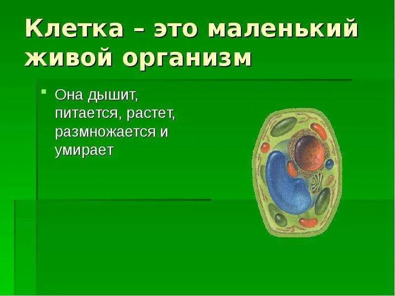 Живые организмы имеют клеточное строение. Живая клетка. Клетка живого организма. Строение живых организмов. Строение клетки живого организма.