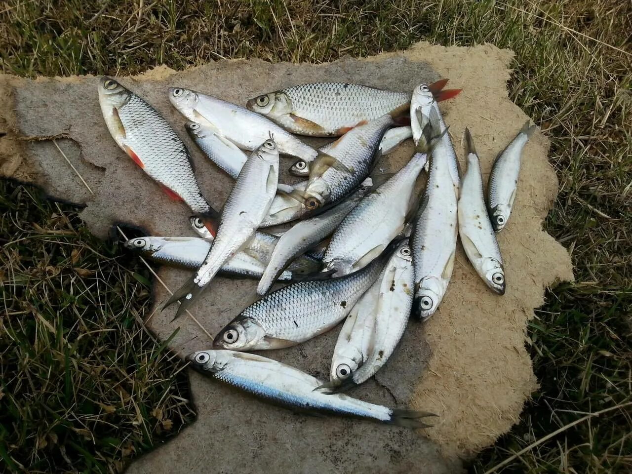 Сурами рыба. Река Сура рыбалка. Сура рыба. Рыбы Чувашии. Река Сура рыбы.
