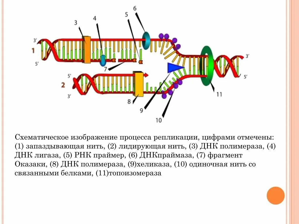 Репликация ДНК Оказаки. Схема процесса репликации ДНК. Репликация РНК Праймеры. Репликация биология схема.