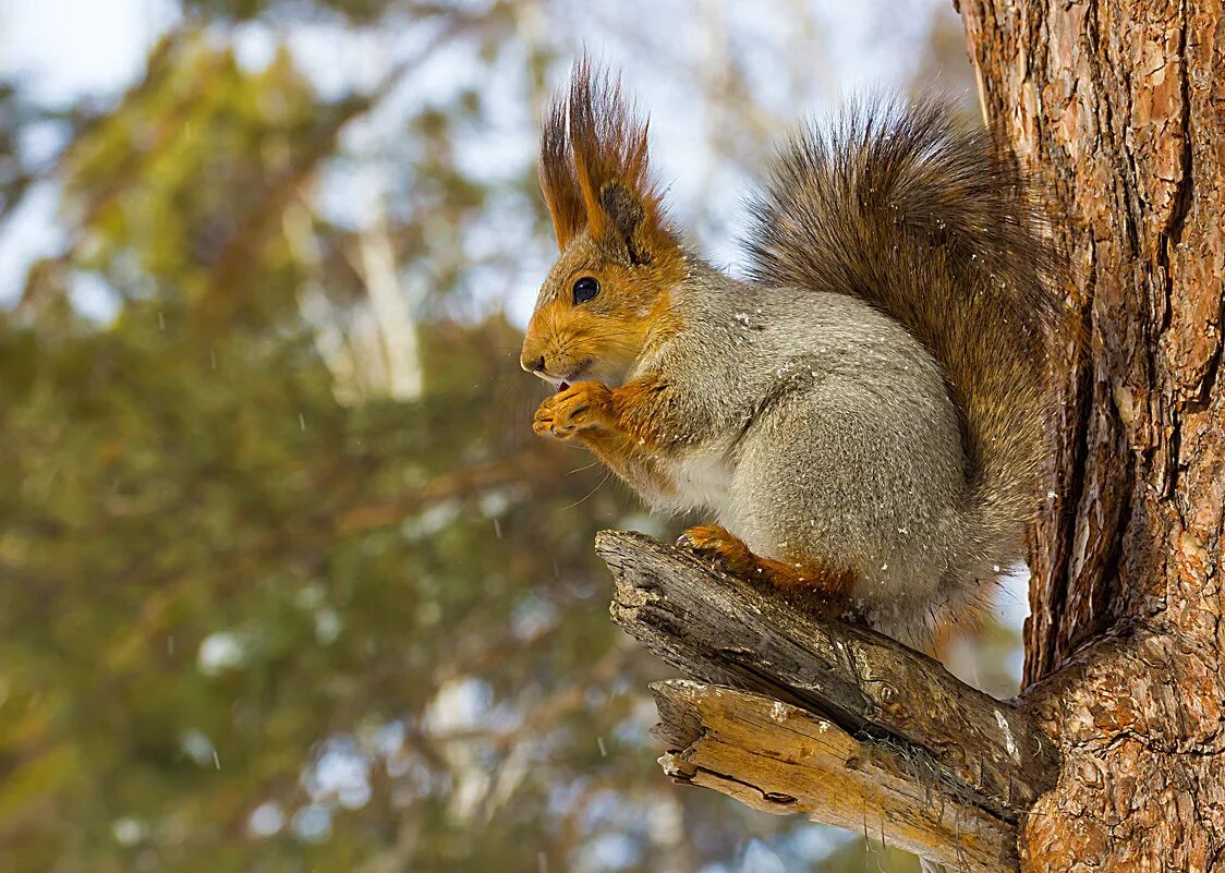 бузулукский бор белочка. белка на сосне. белка лесная. лесные животные белка с бельчатами. животные весной.
