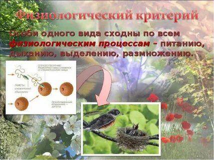 Презентация вид его критерии и структура