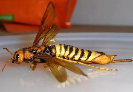 Tremex columba. Queen bee: queen wasp. tremex columba насекомое. tremex columba pigeon horntail.