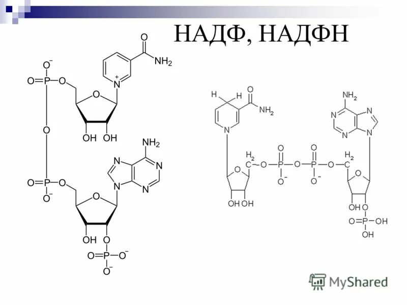 надн формула структурная. никотинамид аденин динуклеотид фосфат. надф н. надф структурная формула. надф + н надфн2.