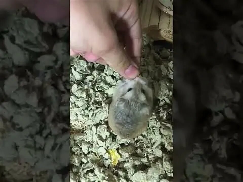 Хомяк трясется. Хомяк трясется
