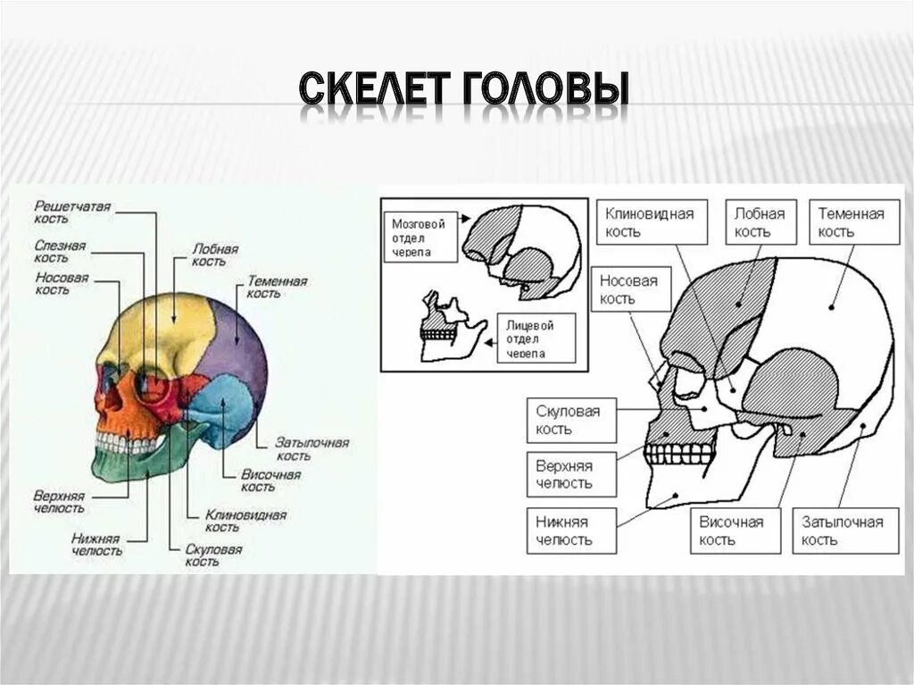 Скелет головы кости мозгового черепа. Кости мозгового отдела черепа анатомия. Кости мозгового черепа анатомия таблица. Таблица кости черепа лобная кость.