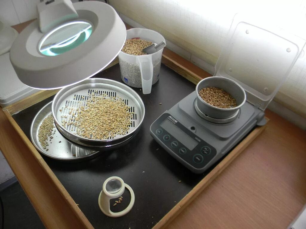 Пшеничный разбор. Лабораторные исследования пшеницы. Контроль качества комбикормов. Оценка качества семян. Лаборатория зерна.