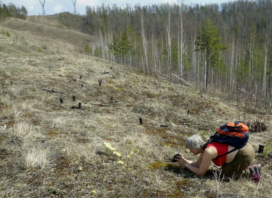 Волчихинская гора. Горы у Волчихинского водохранилища. Волчиха реконструкция. По сугробу волчиха взобралась