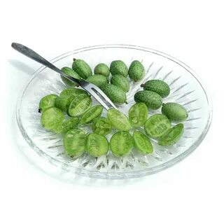 Мелотрия маринованная