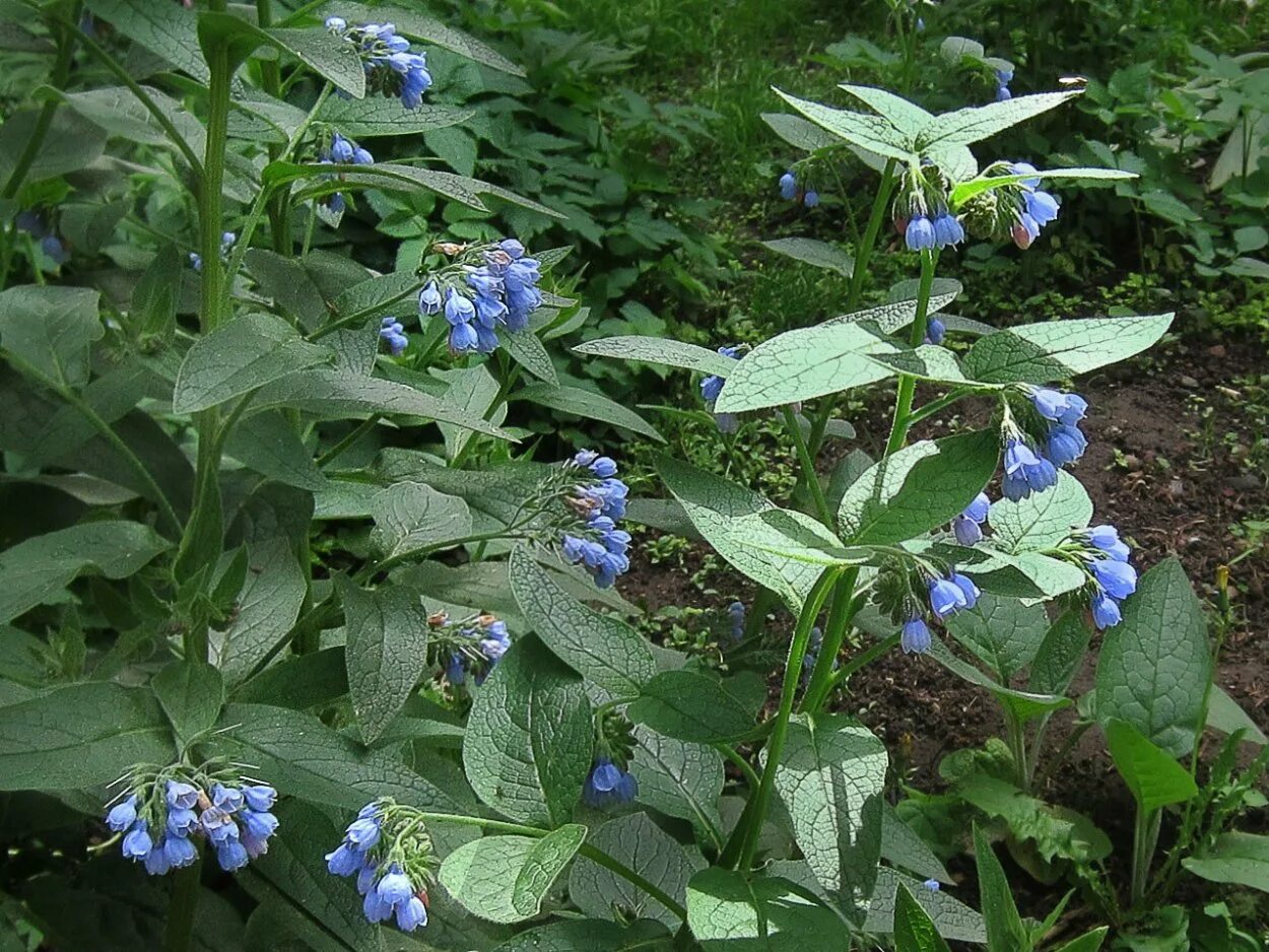 Ядовитое травянистое растение с синими цветами. Окопник Медуница. Окопник цветок. Окопник шершавый. Окопник шероховатый |Бурачниковые| Symphytum asperum.