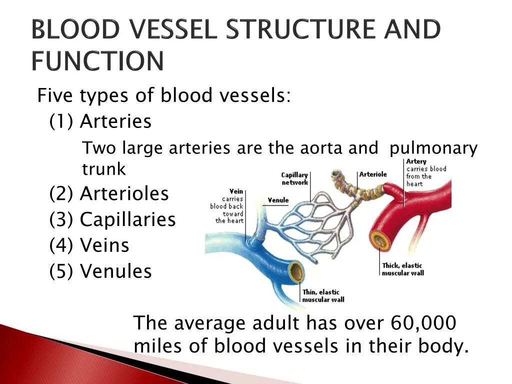 Blood Vessel structure. Types of Blood Vessels. Functions of Blood. Artery Blood Vessel structure.