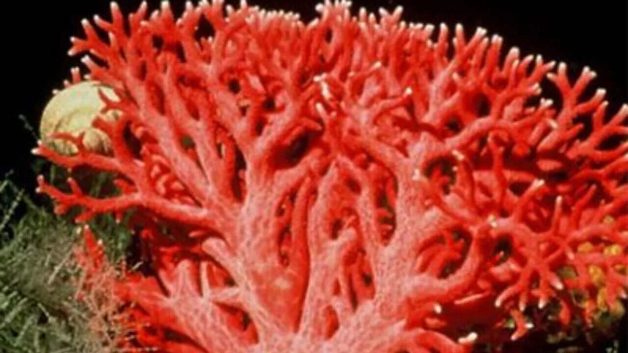 Red coral. Красный коралл красный Корал. Коралл Montastraea. Коралловые полипы голубой коралл. Арцискуро карбонетто коралл.