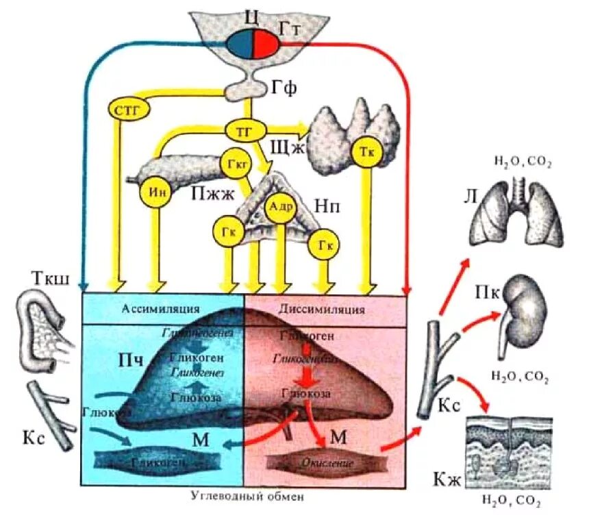 Печень организма углеводы. Схема гормональной регуляции обмена углеводов. Схема гормональной регуляции углеводного обмена. Регуляция обмена углеводов физиология схема. Углеводы механизмы регуляции обмена веществ в организме человека.