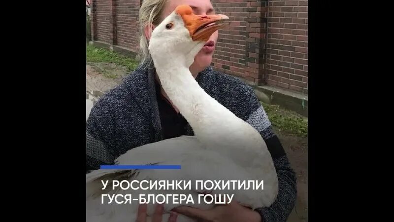 Украла гуси. Украл гуся. Гусь блоггер. Гусь Гоша. Кража гуся.